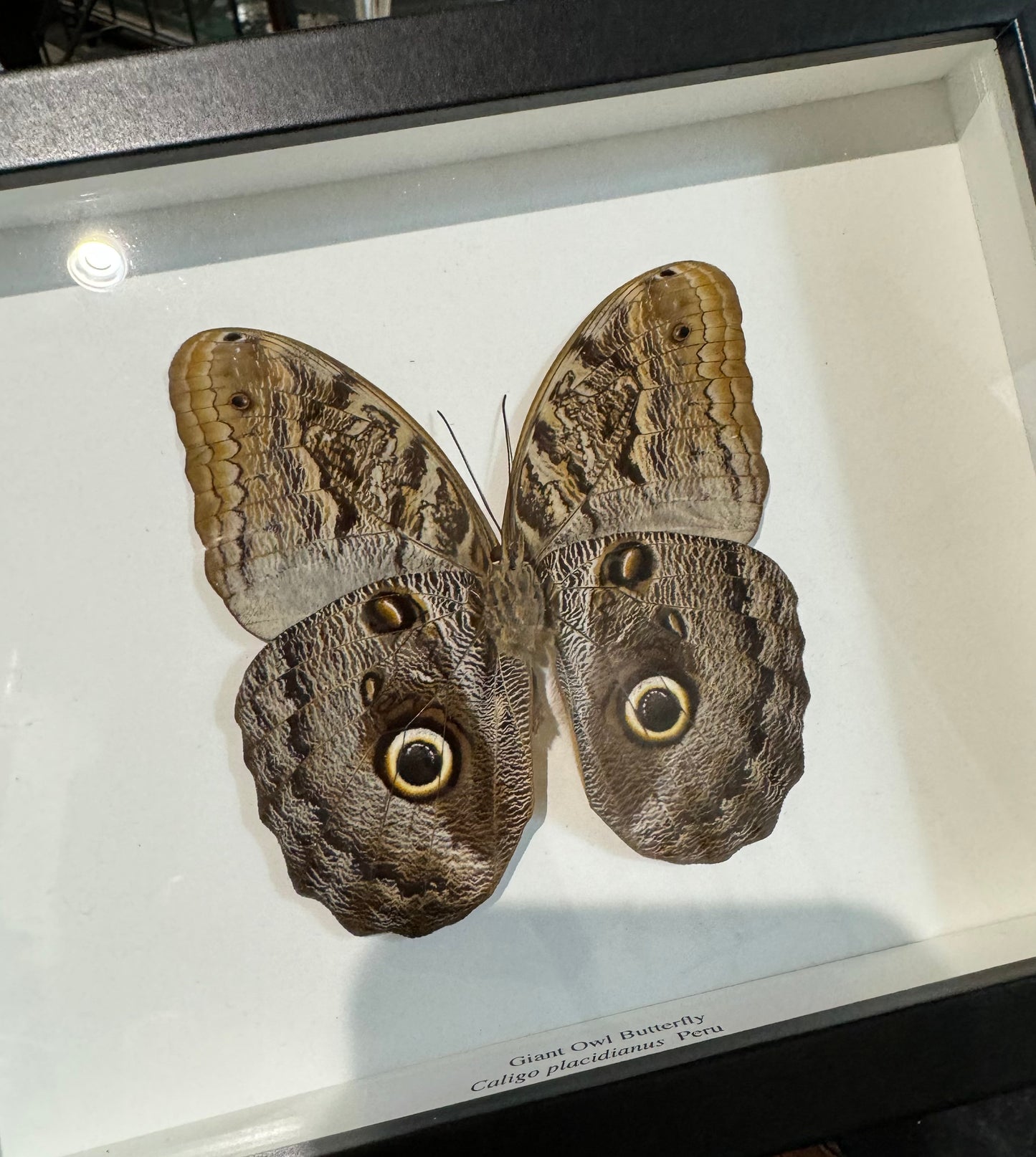 Owl Butterfly