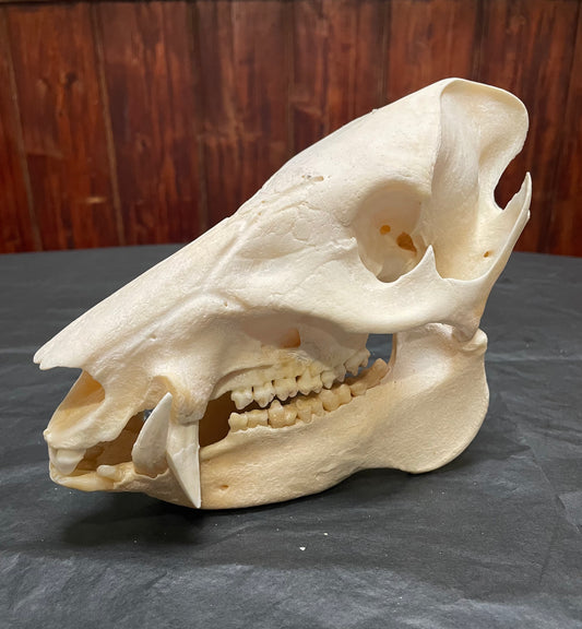 Peccary/Javelina Skull
