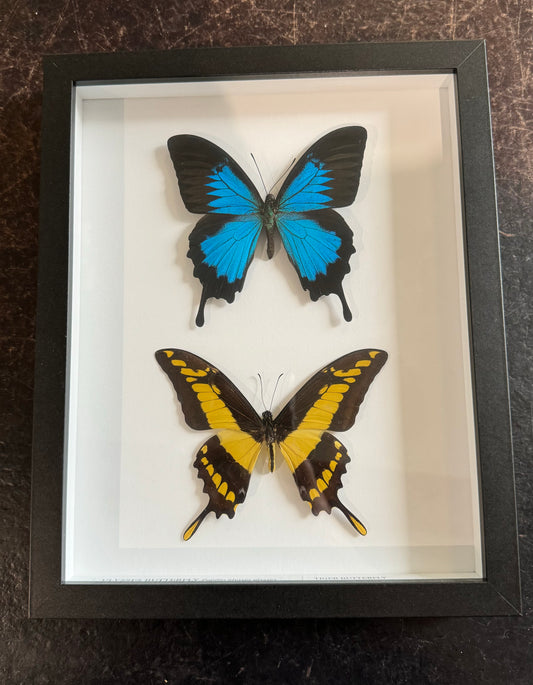 Double butterflies