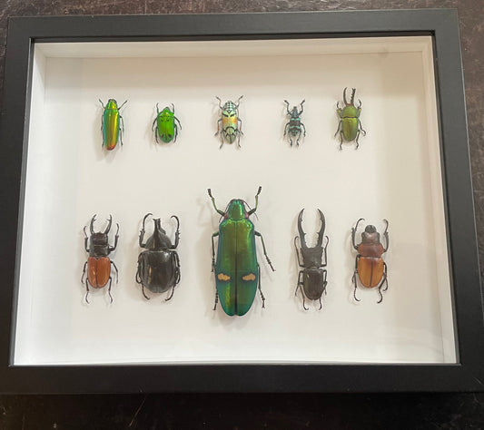 Mixed Beetles