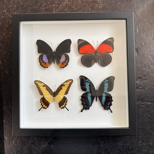 4 butterflies