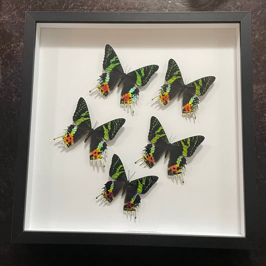 5 Madagascan Sunset Moths