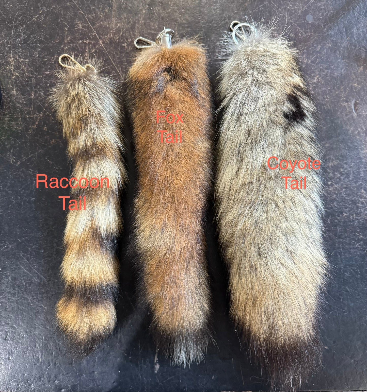 Raccoon tail