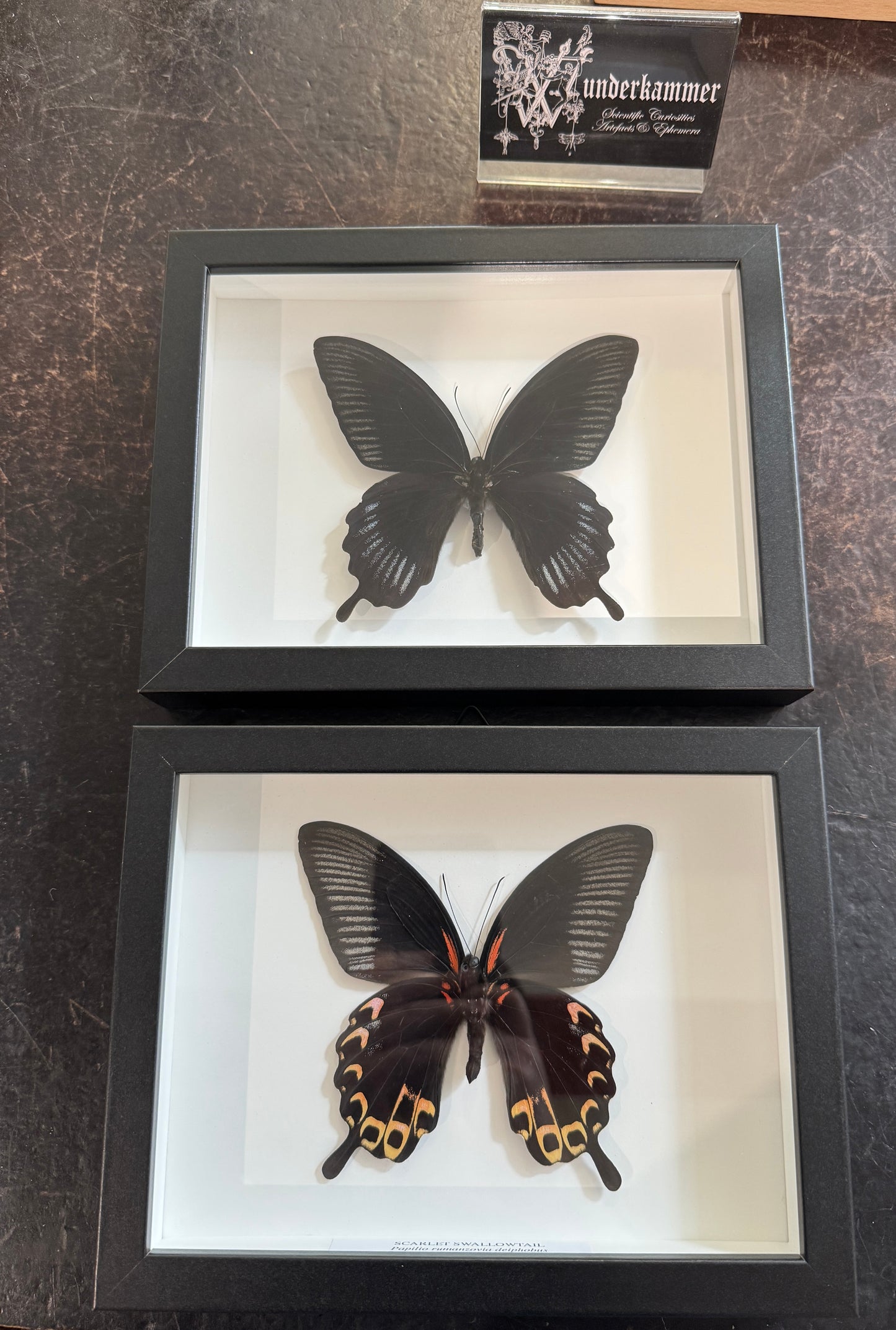 Scarlet Swallowtail