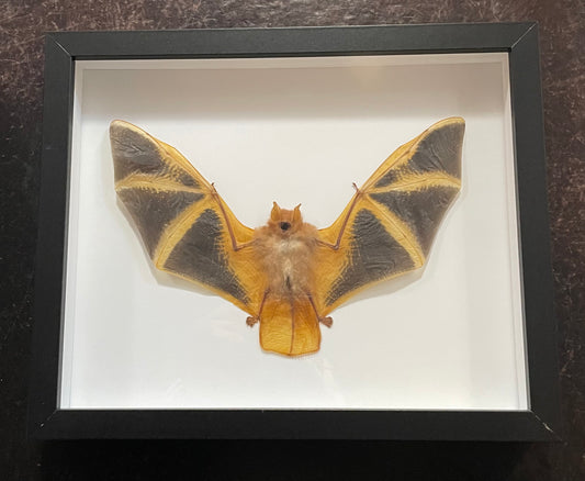 Phoenix bat