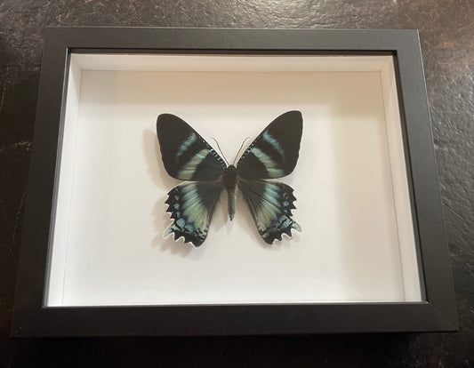 Zodiac Moth