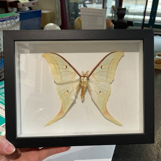 Indian Moon Moth