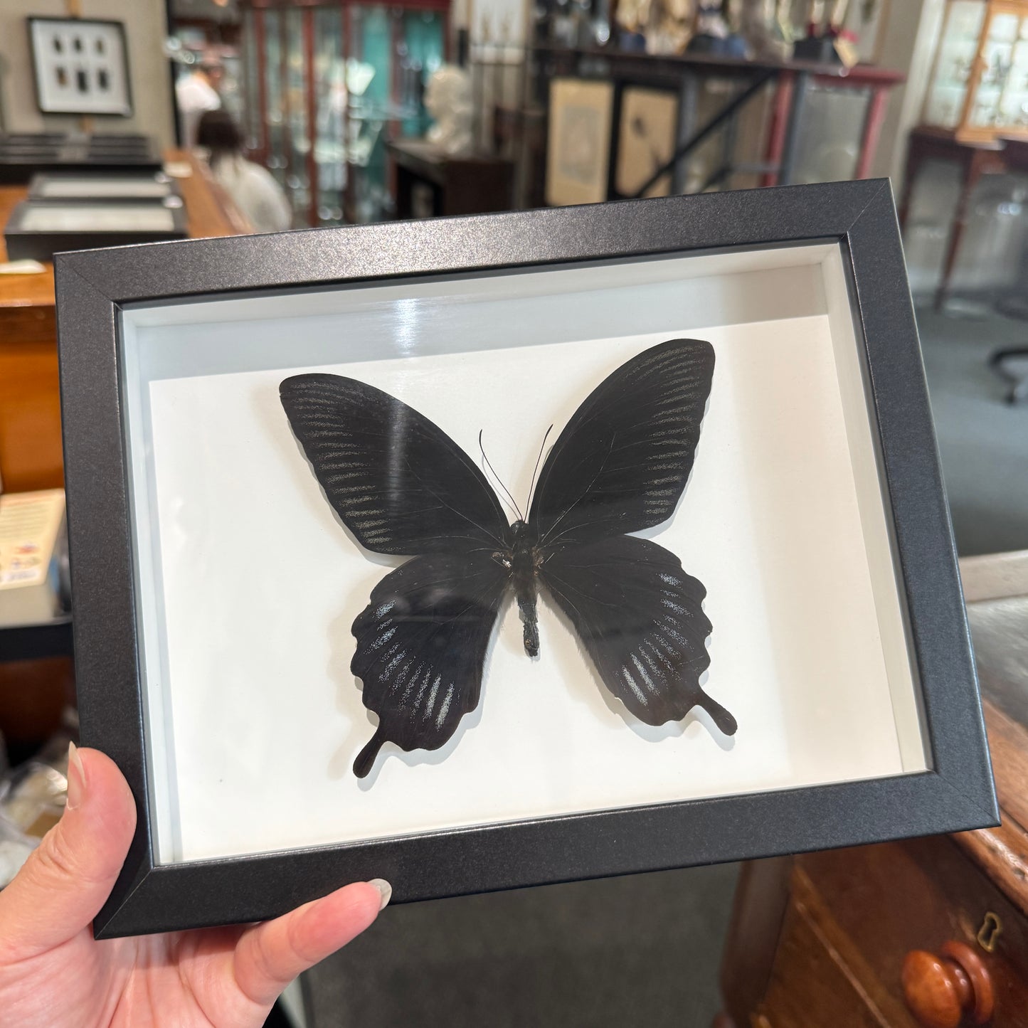 Scarlet Swallowtail