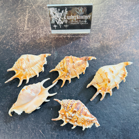 Scorpius spider conch