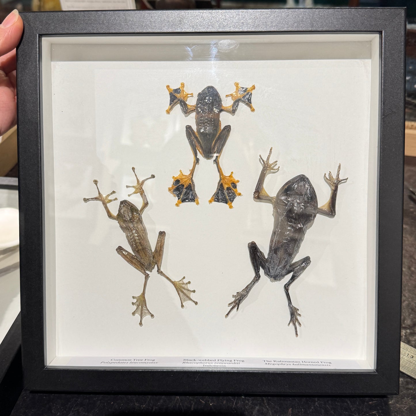 Frog trio