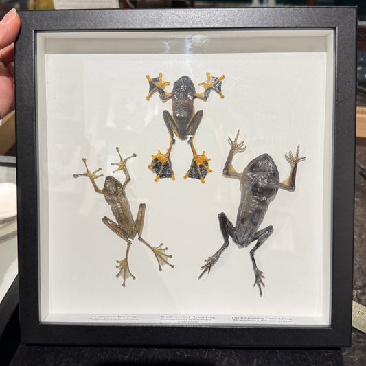 Frog trio