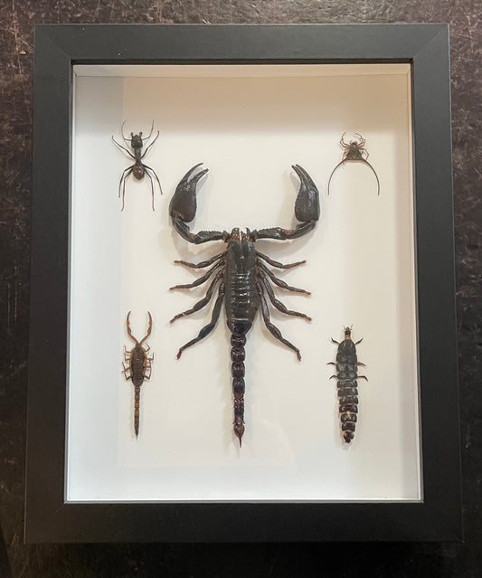 Scorpion and other insects