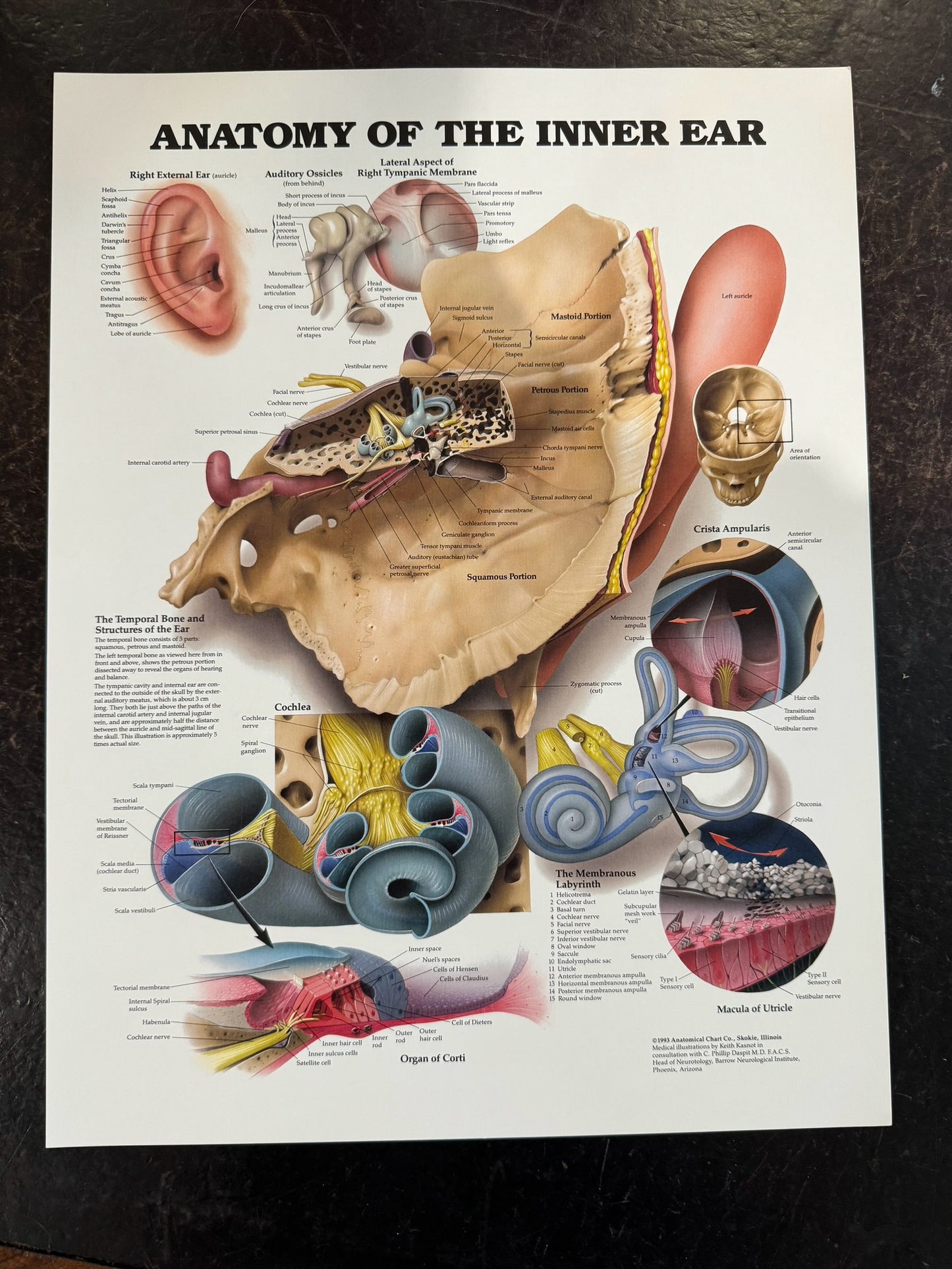 Anatomic posters small
