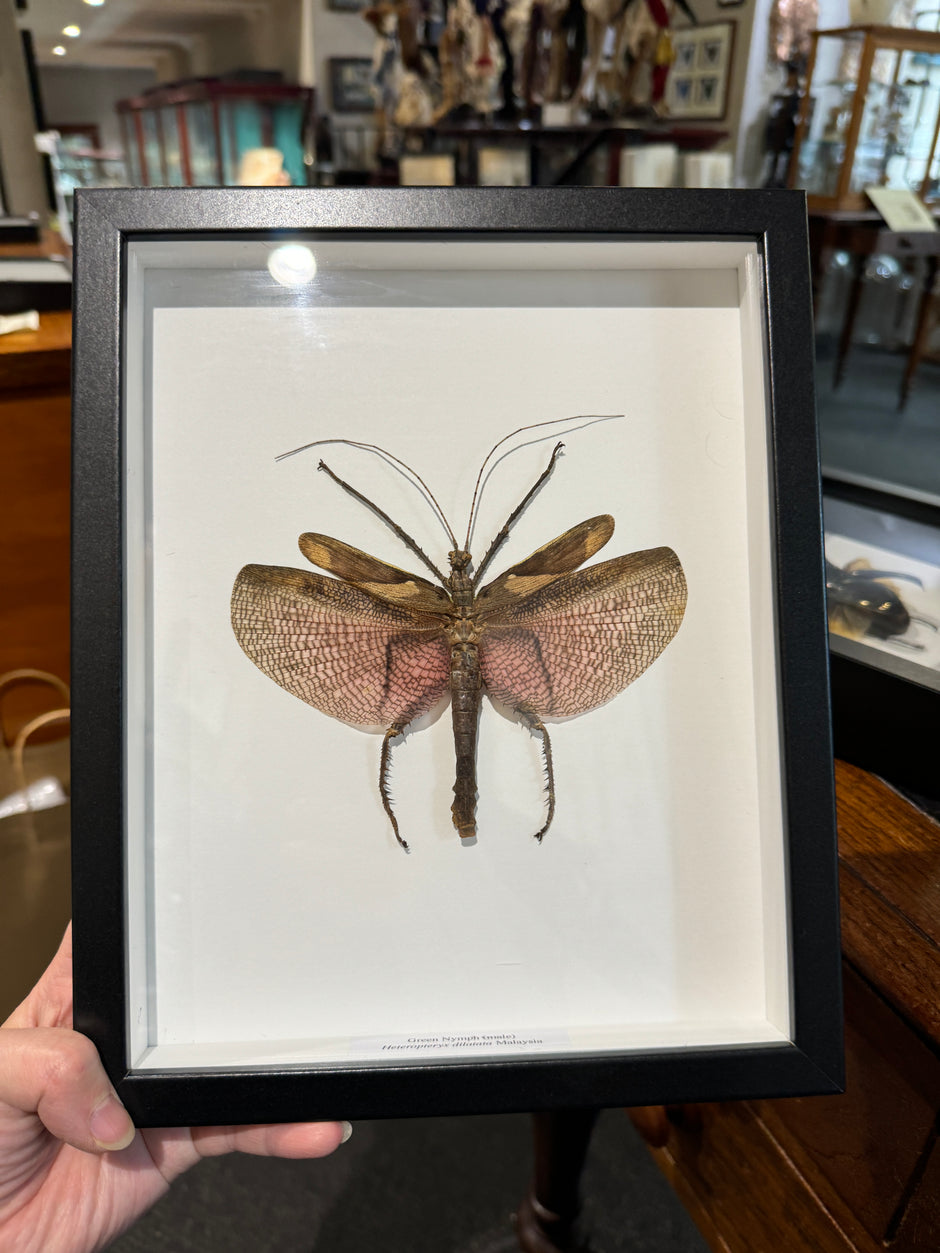 Spring Nymph Male Entomology – Page 8 – Wunderkammer