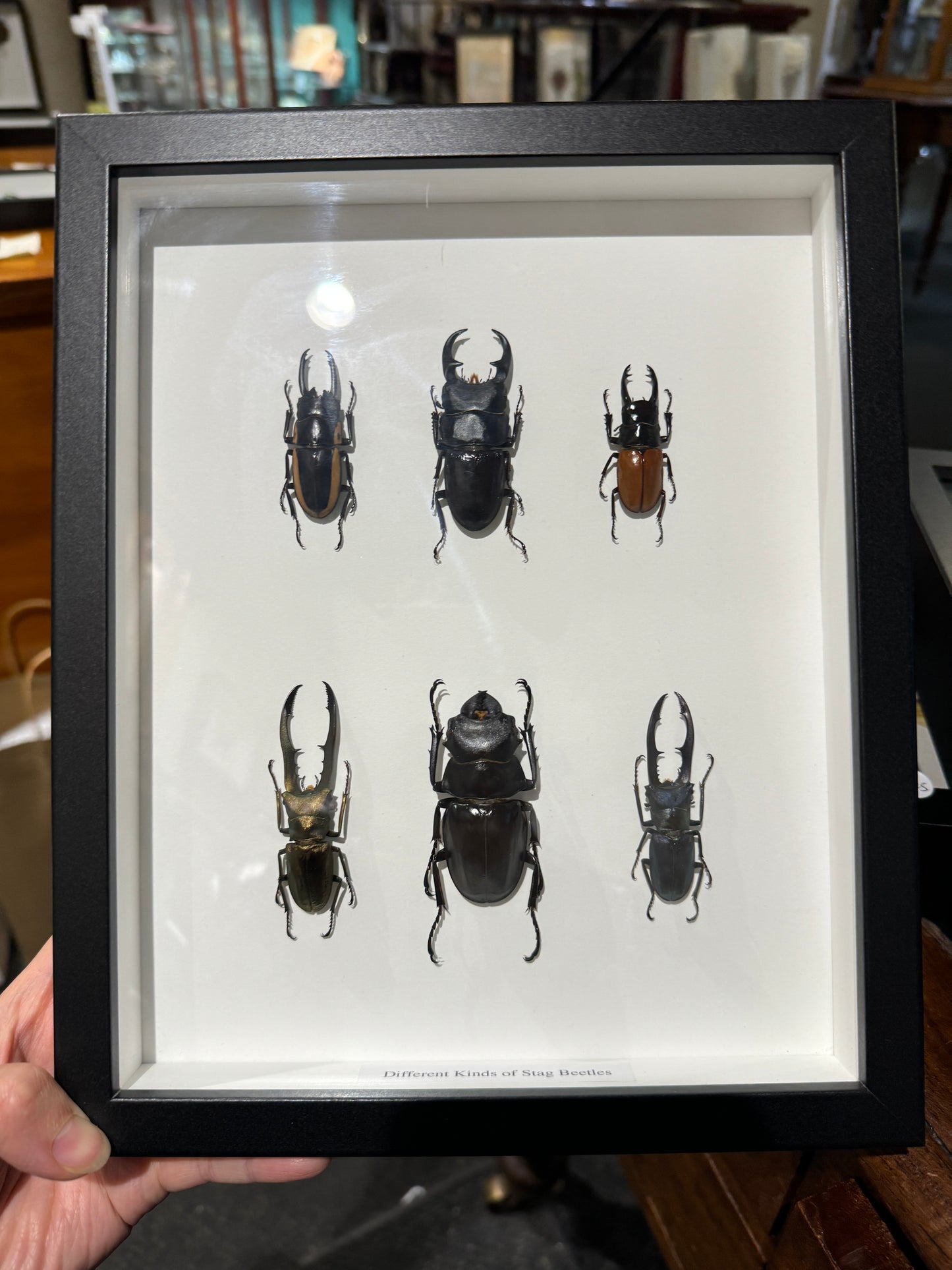 6 Stag Beetles