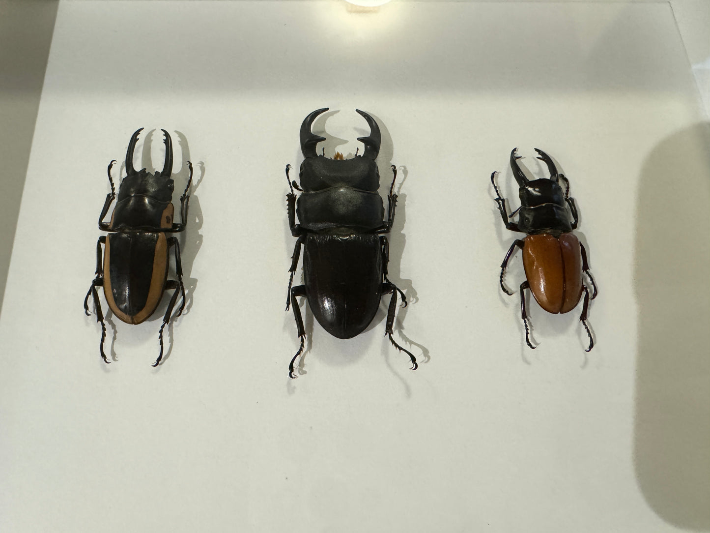 6 Stag Beetles