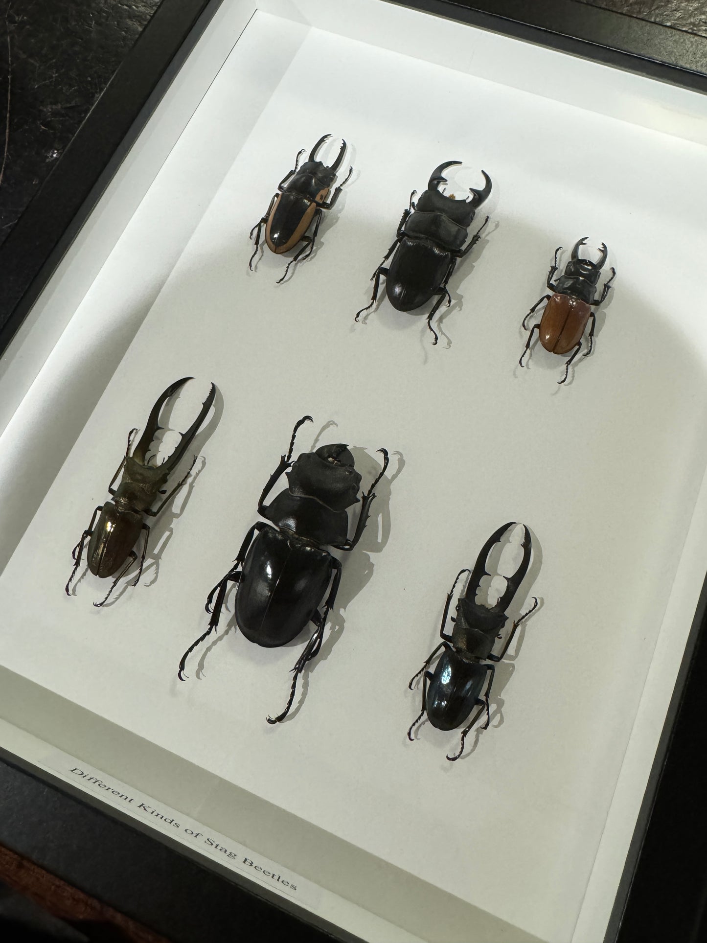 6 Stag Beetles