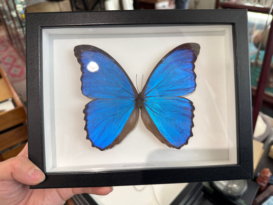 Giant Blue Morpho Butterfly