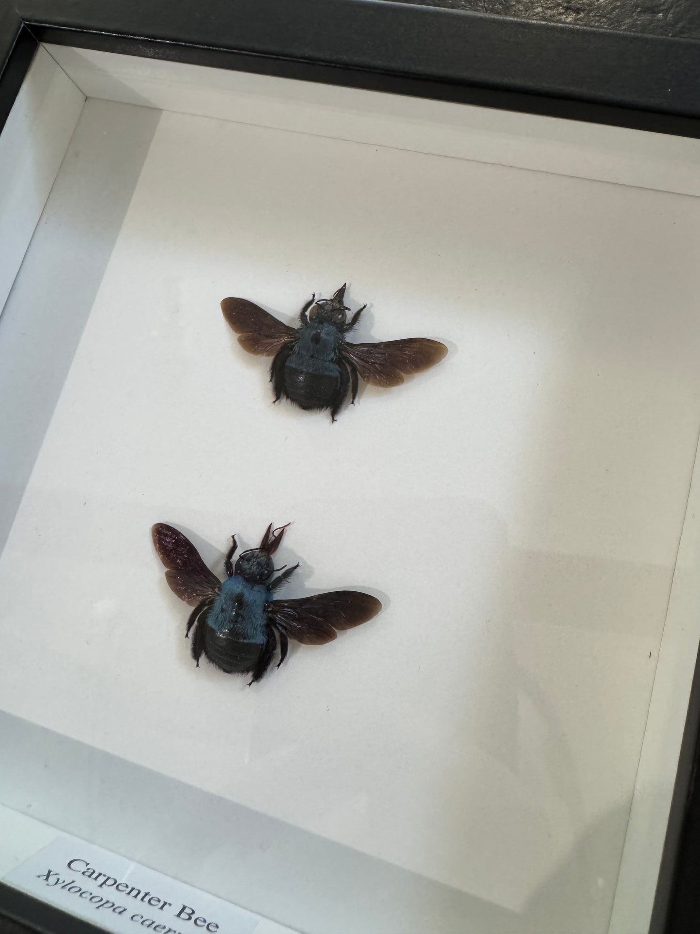 Carpenter Bees