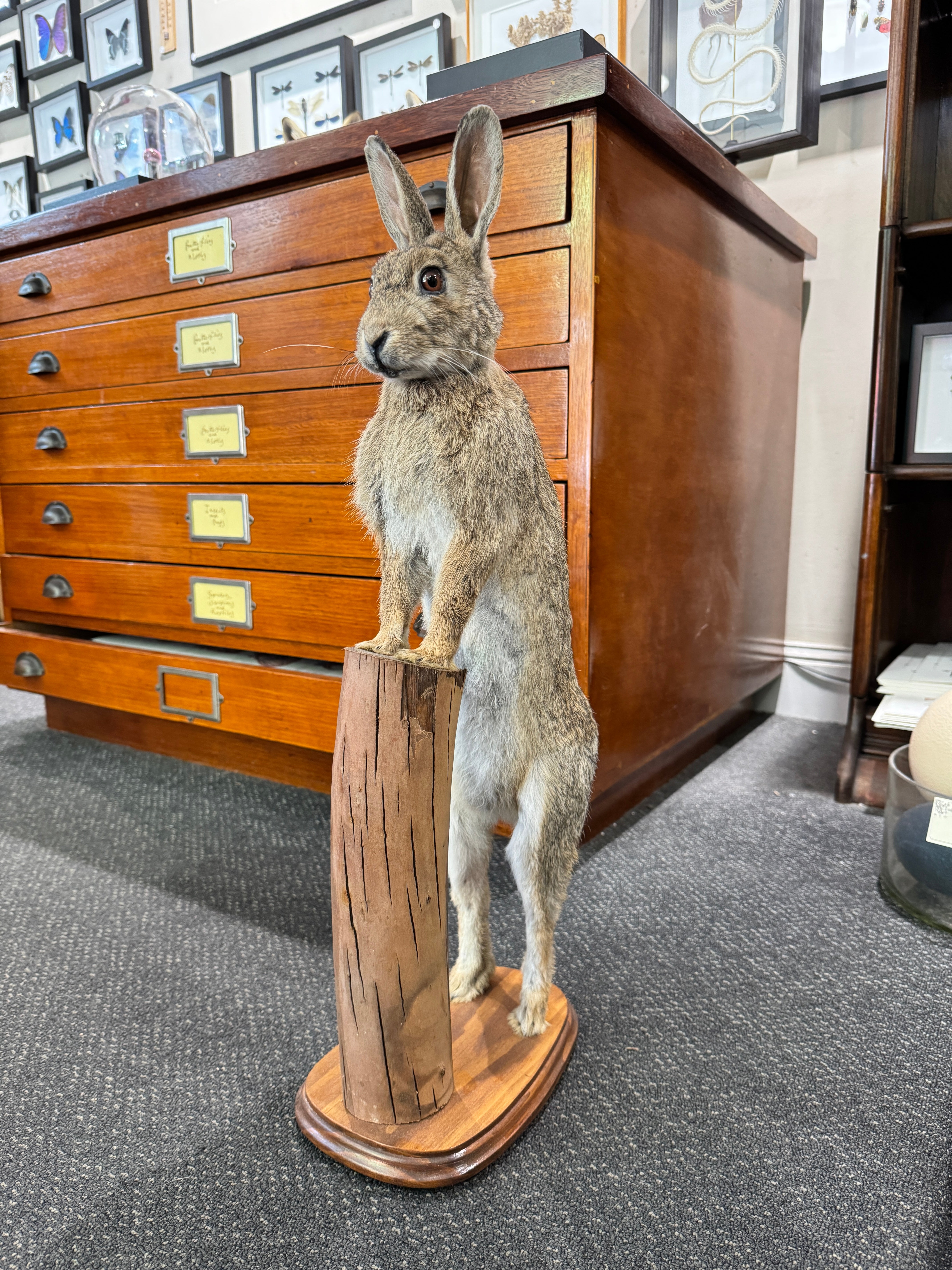 Volcano Rabbit Taxidermied Volcano Rabbit Taxidermy Bunny rabbit – Wunderkammer