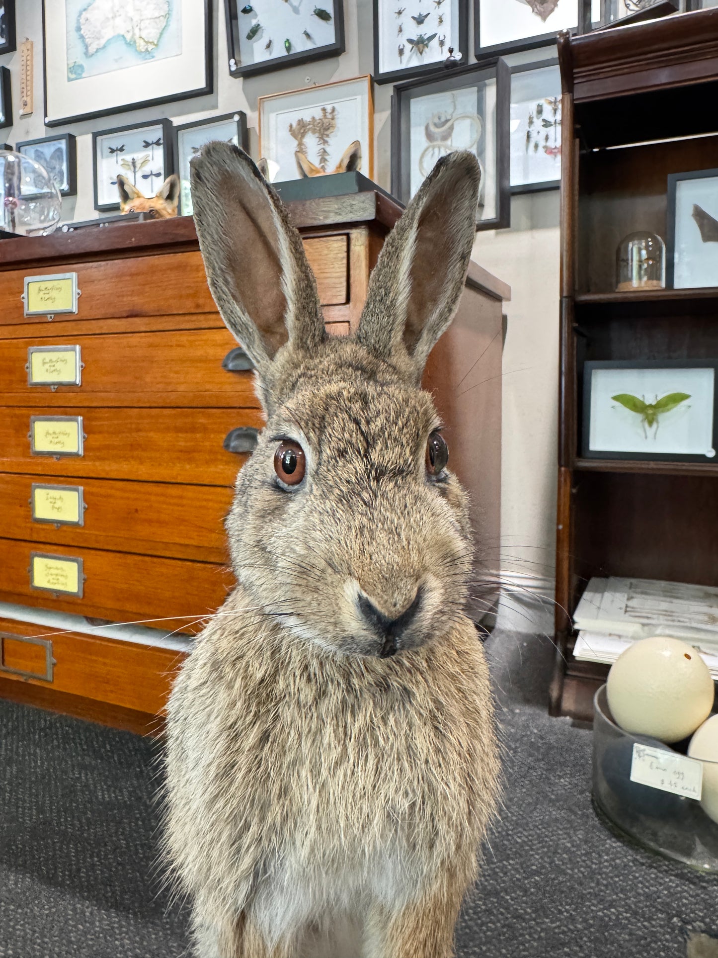 Taxidermy Bunny