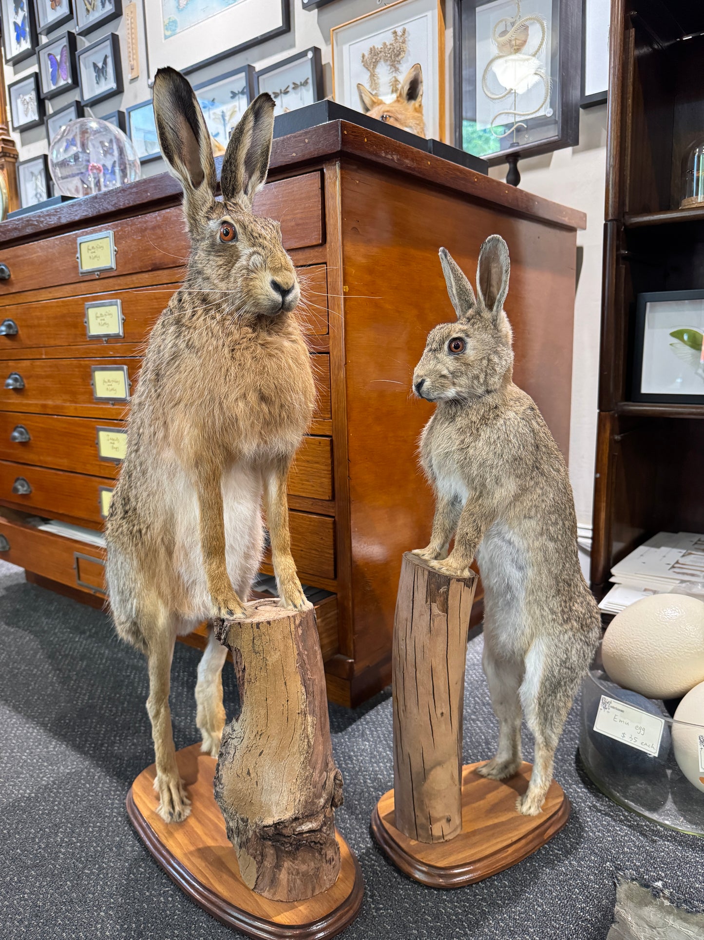 Taxidermy Bunny