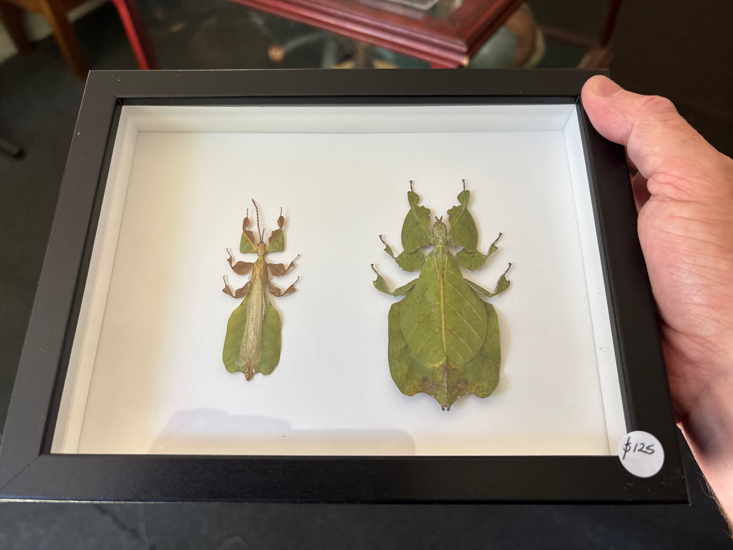 Pair of leaf insects