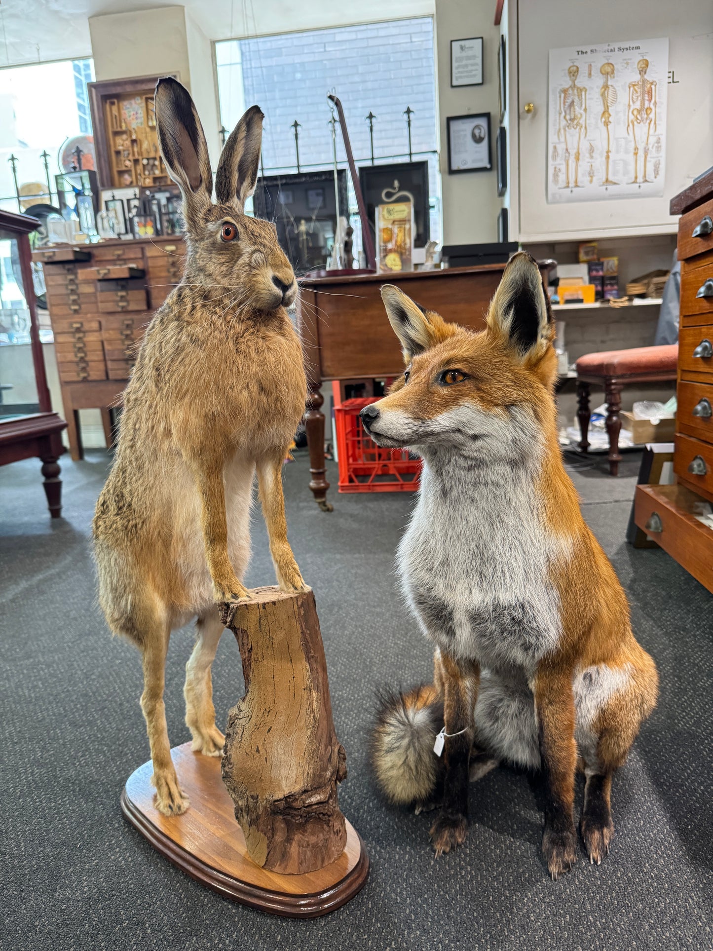 Taxidermy Hare