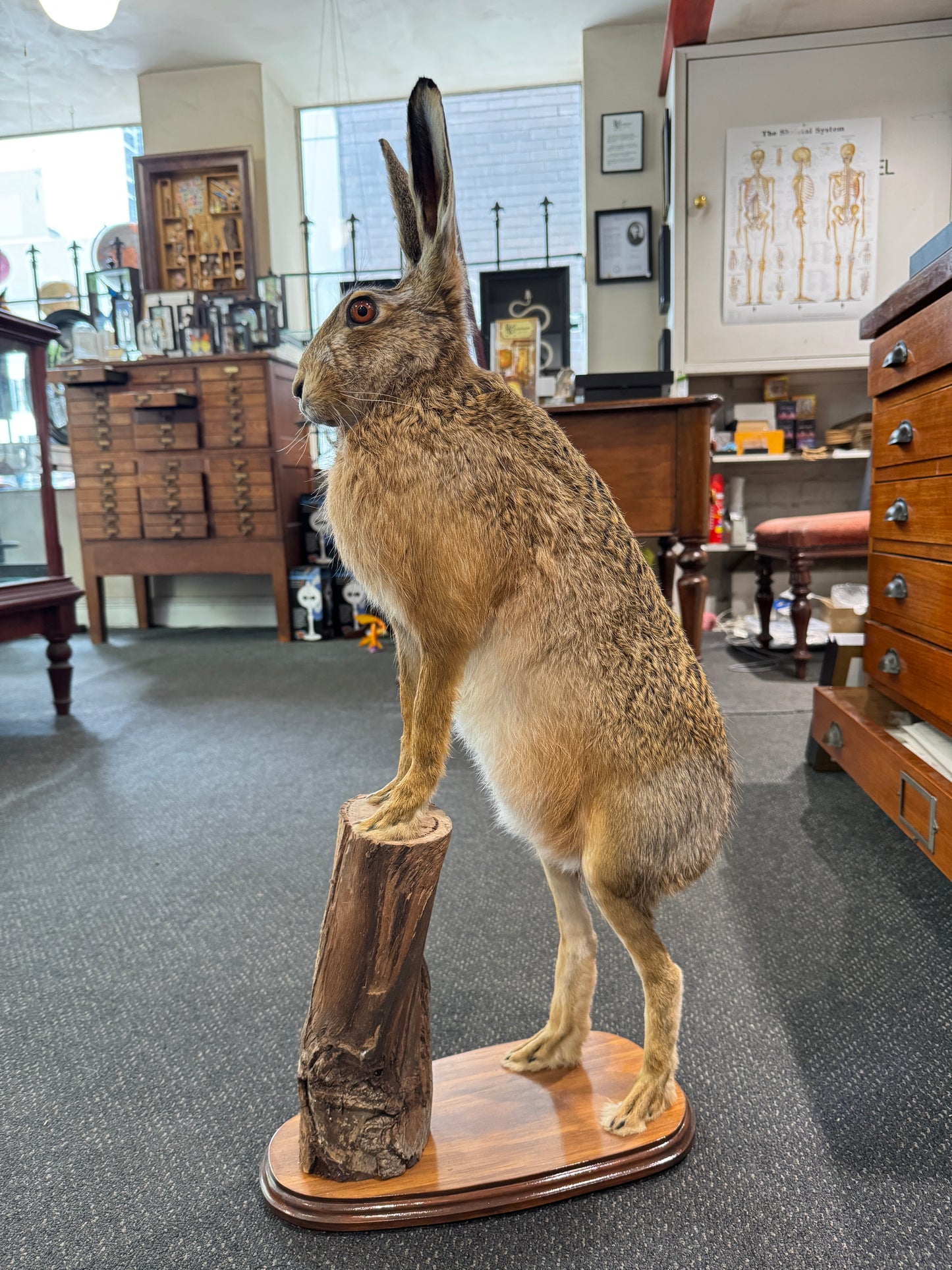 Taxidermy Hare