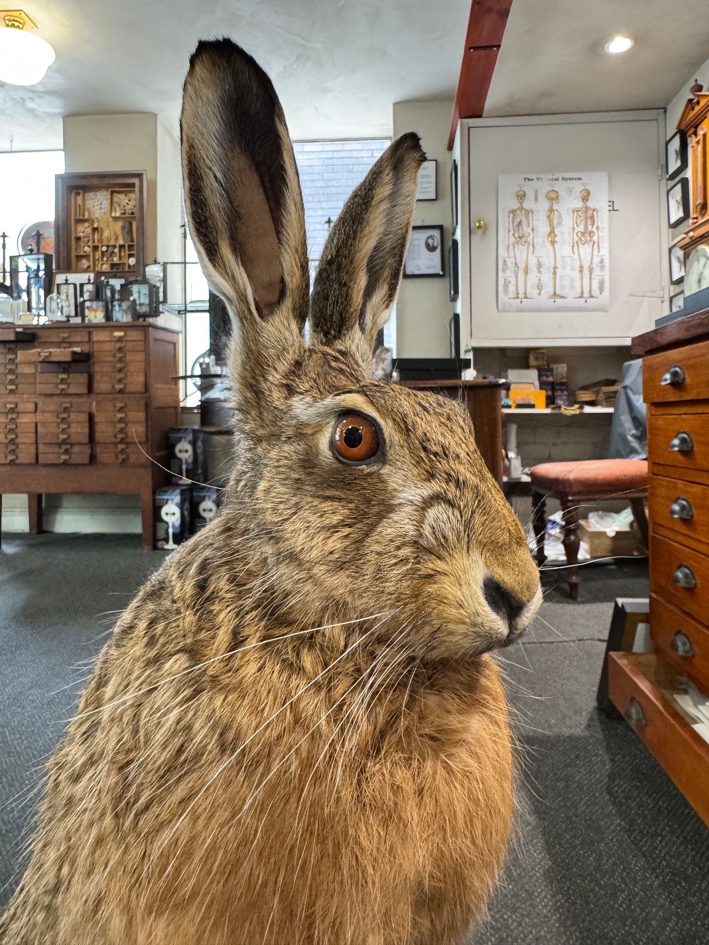 Taxidermy Hare