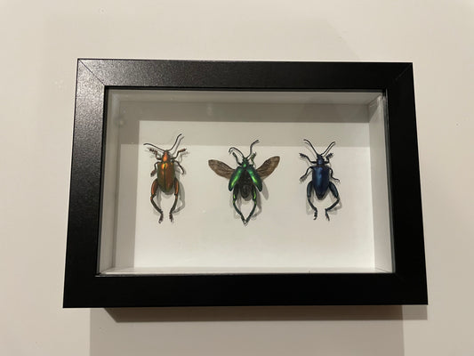 Kangaroo Beetle/Jewel Frog Beetle