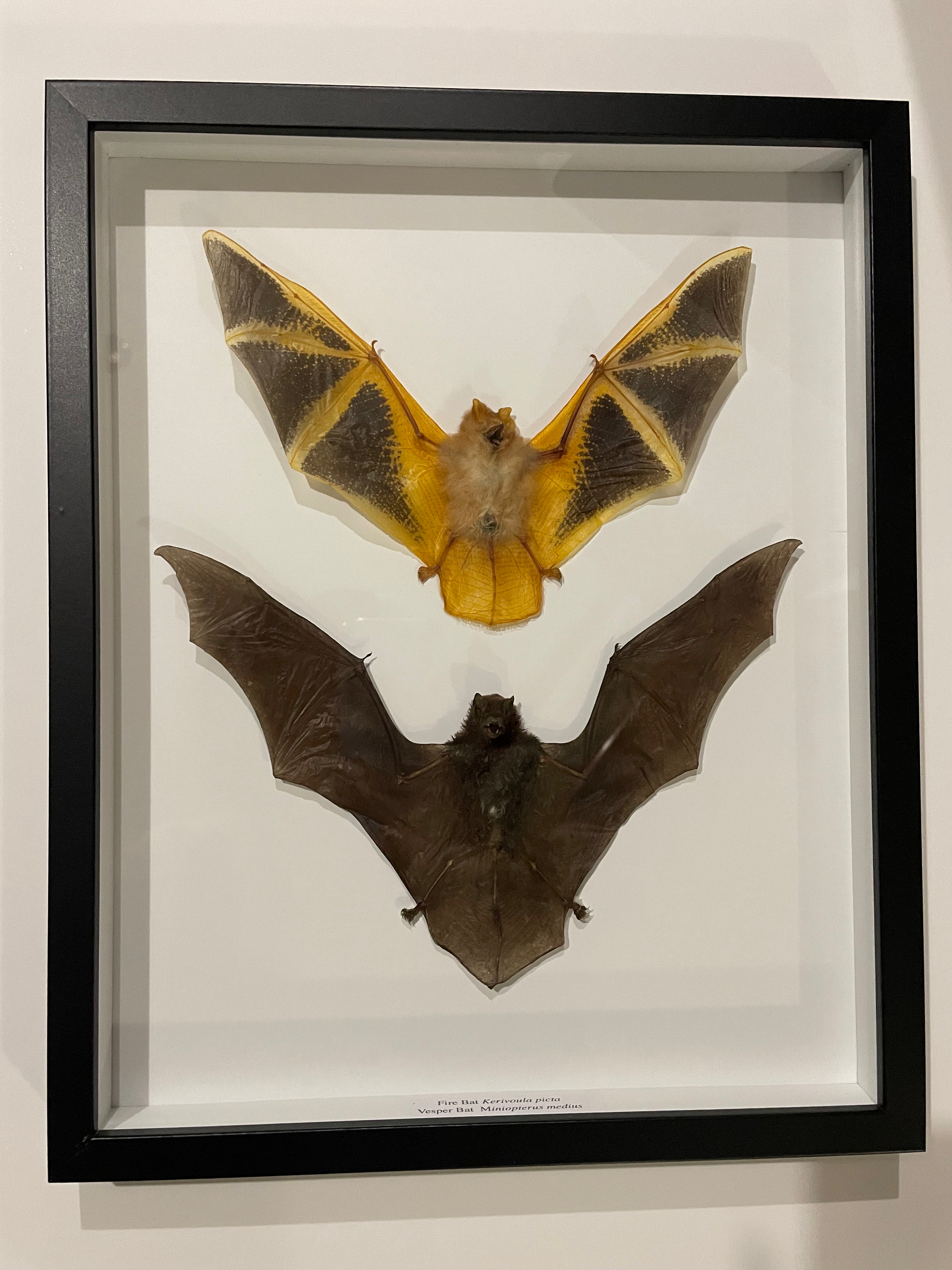 Bats frame – Wunderkammer