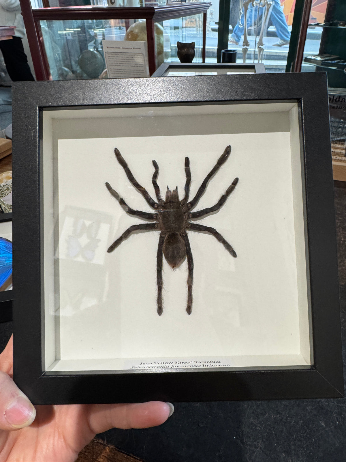 Java Yellow Kneed Tarantula