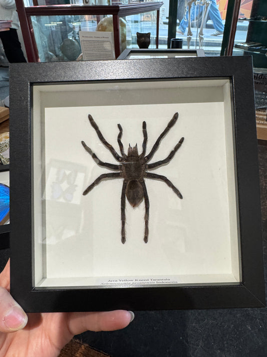 Java Yellow Kneed Tarantula
