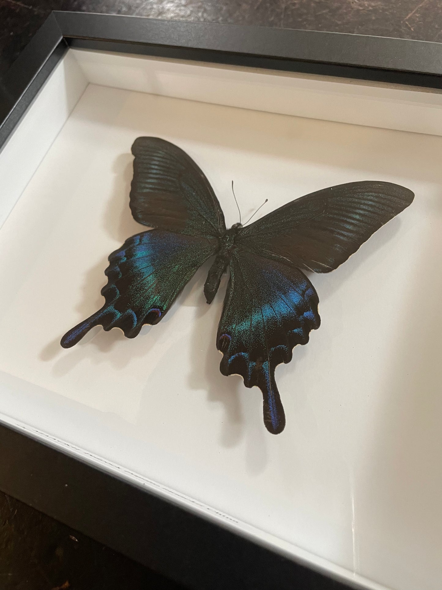Maackii Peacock Butterfly