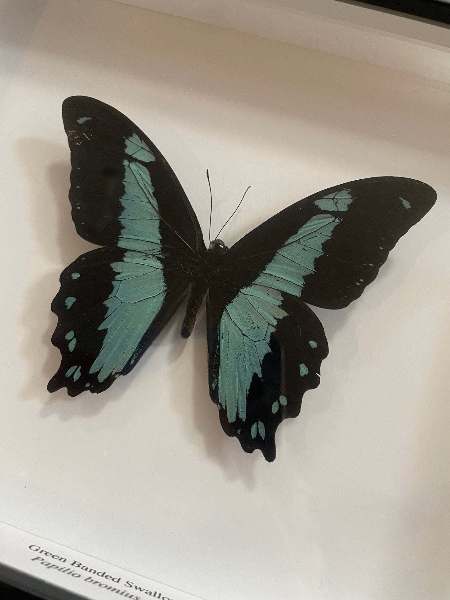 Green Banded Swallowtail