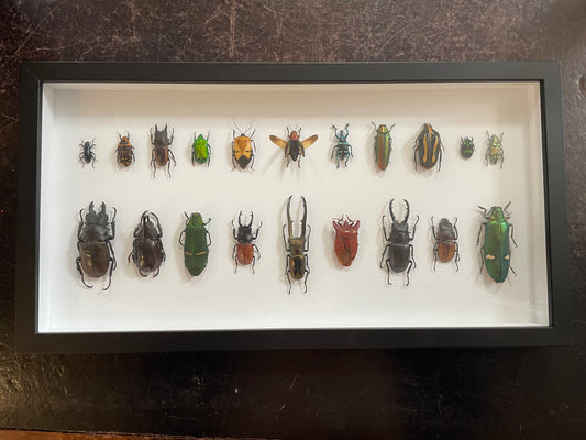 Mixed Beetles