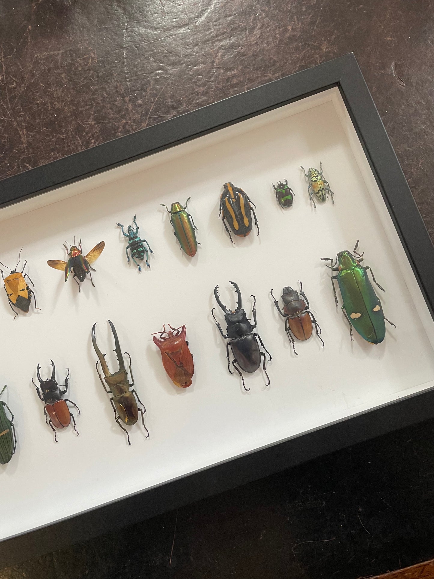 Mixed Beetles