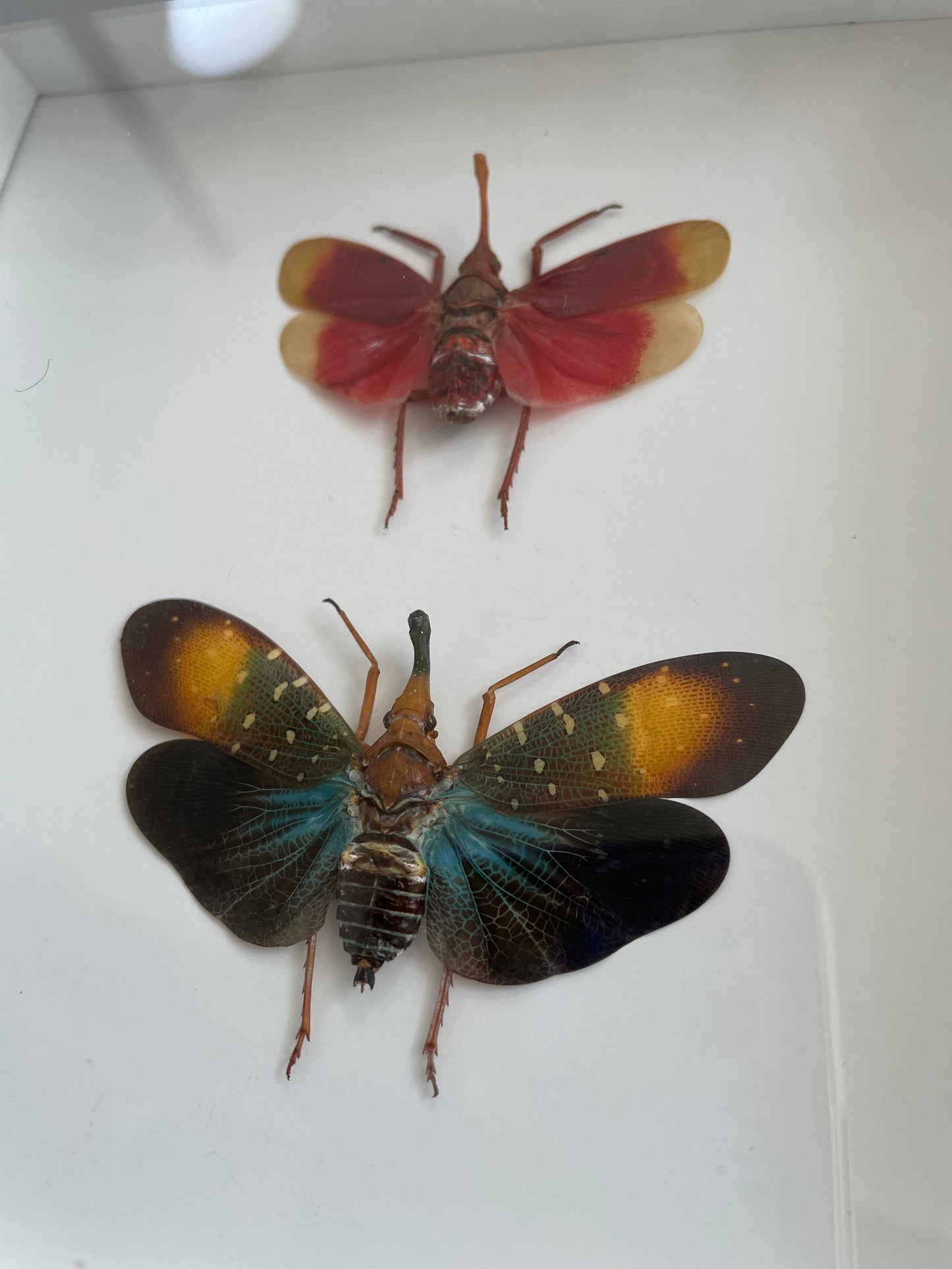 Lanternflies