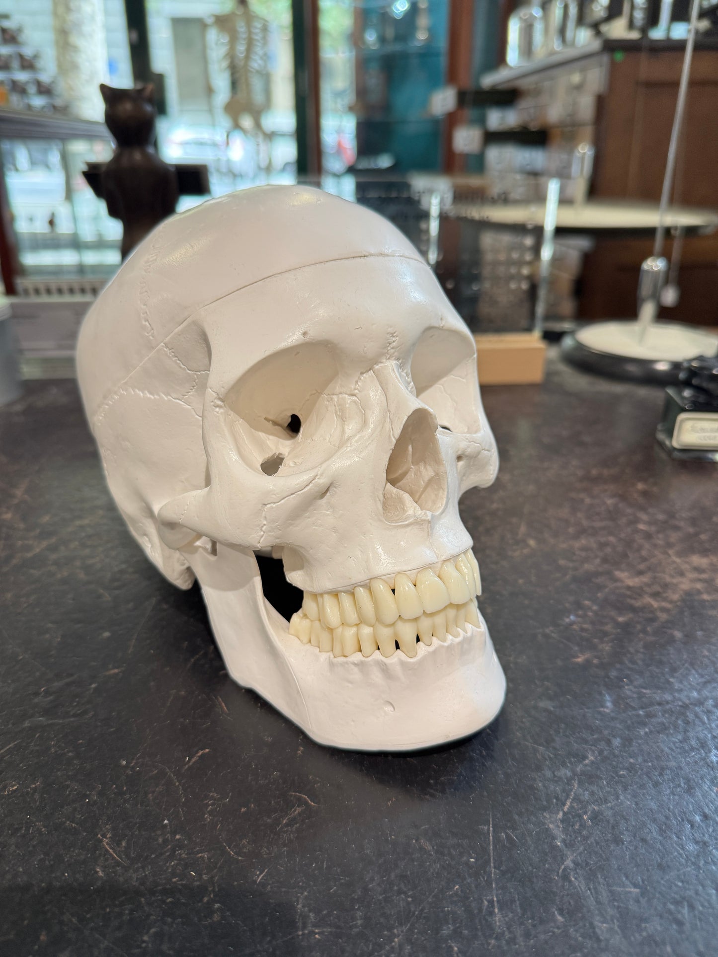 Replica Human Skull