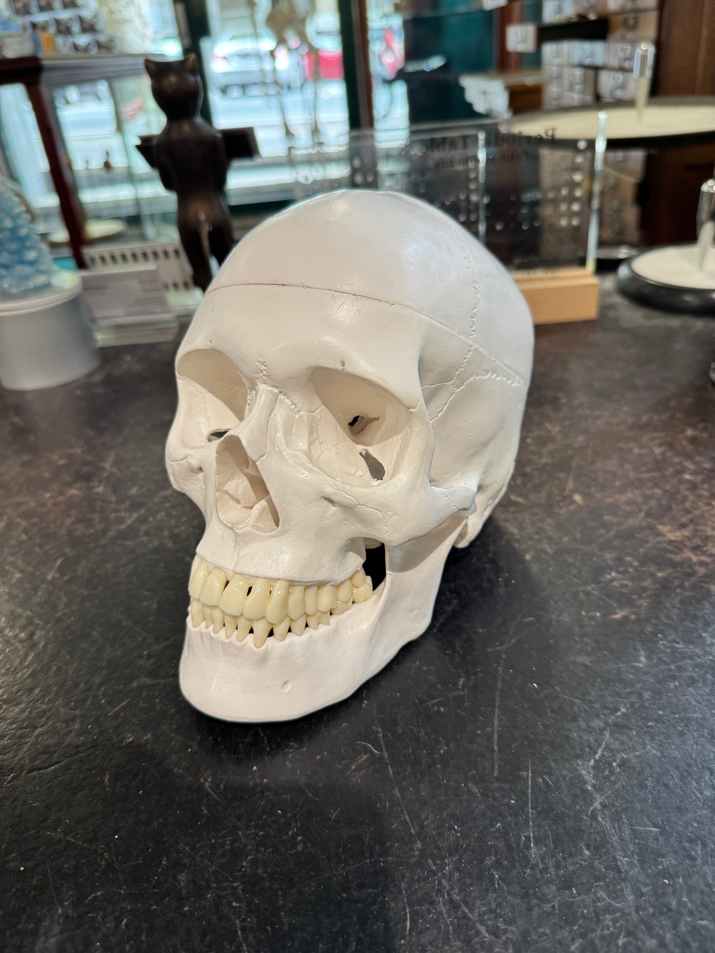 Replica Human Skull