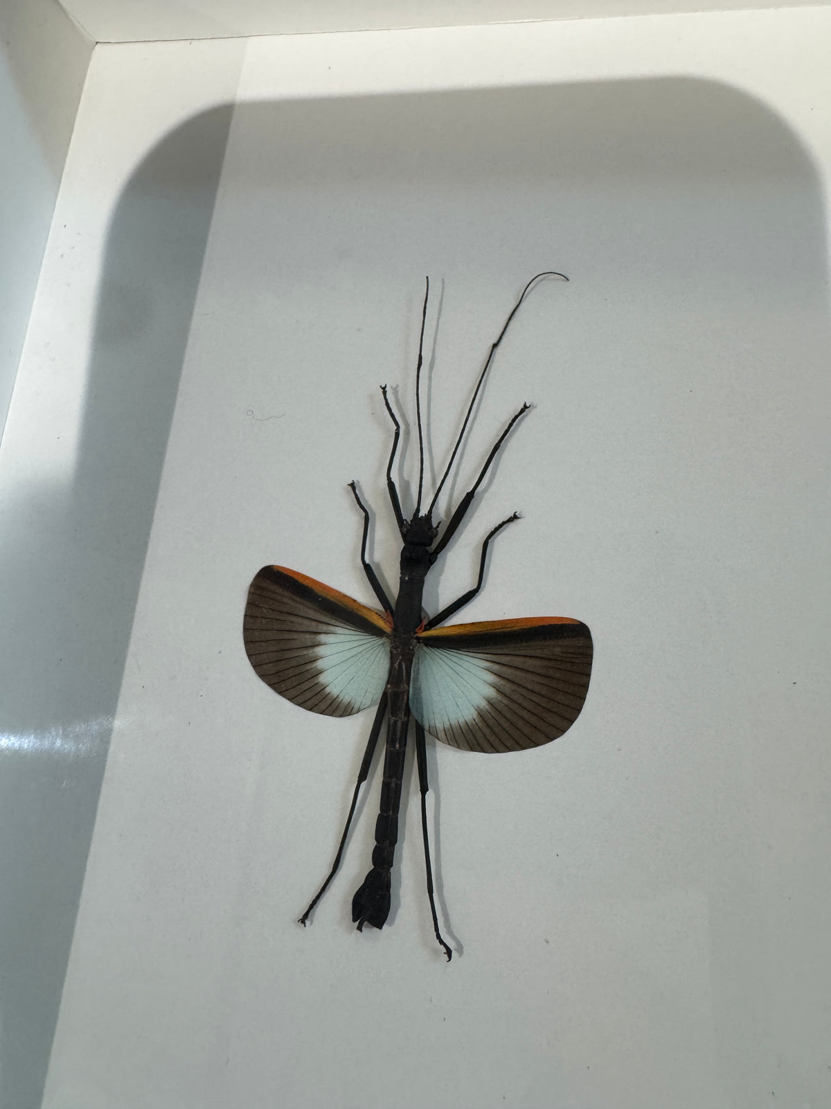Rose Stick Insect Rose Winged Stick Insect – Wunderkammer
