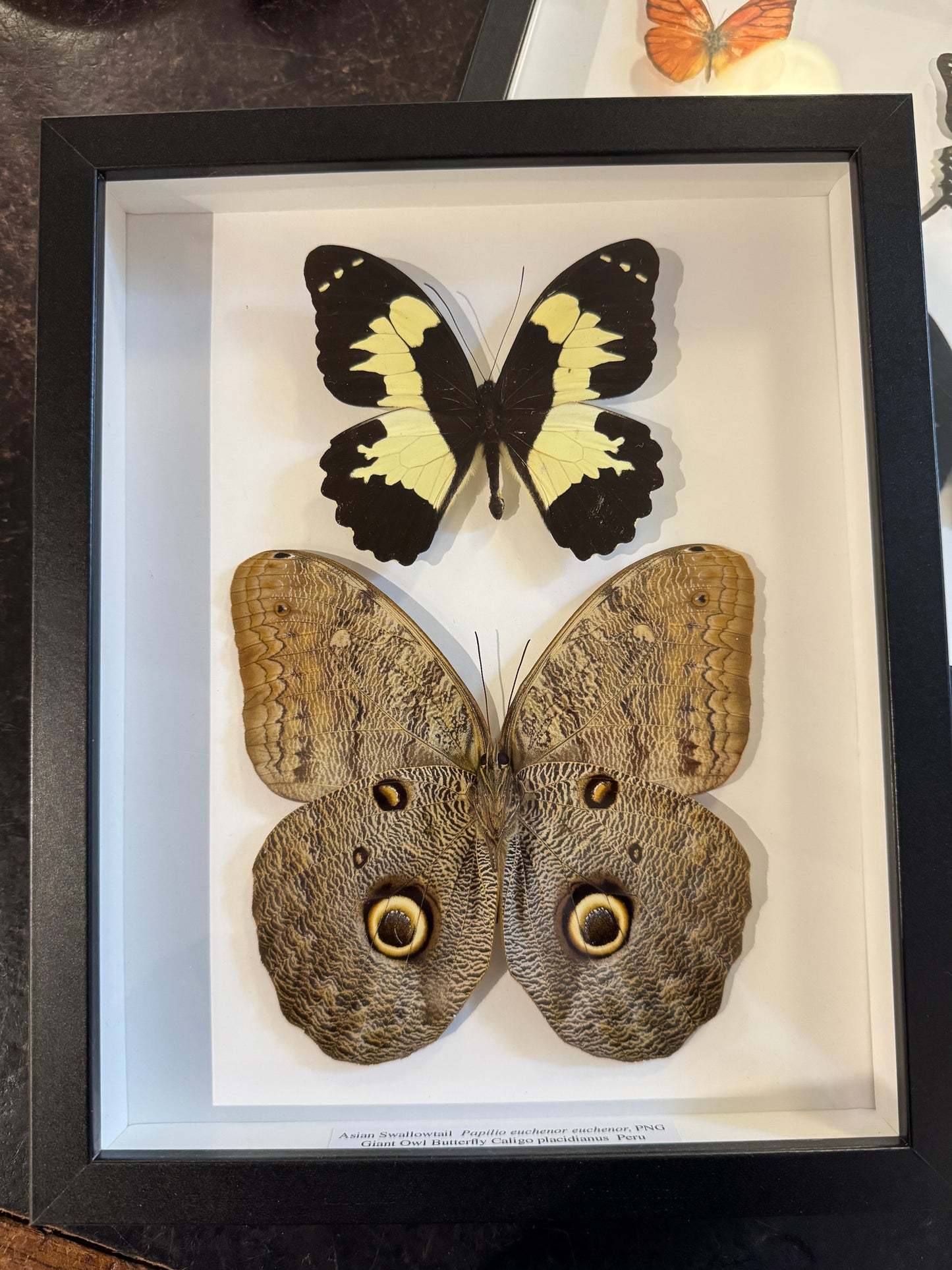 Double butterflies