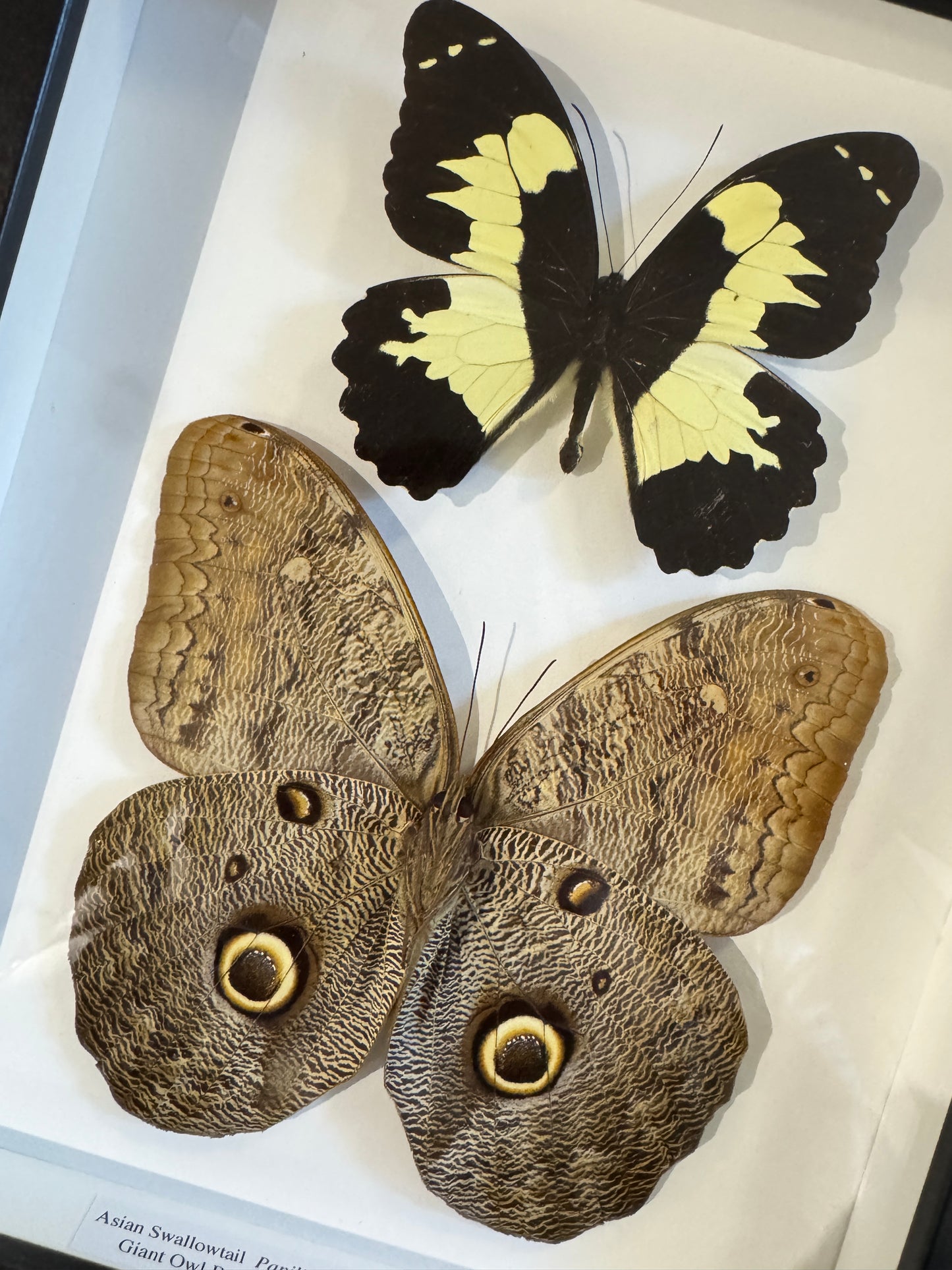 Double butterflies