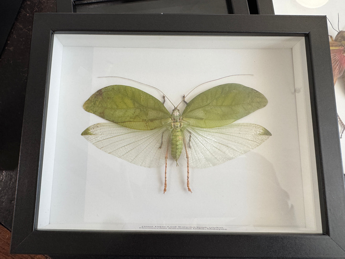 Giant false leaf katydid