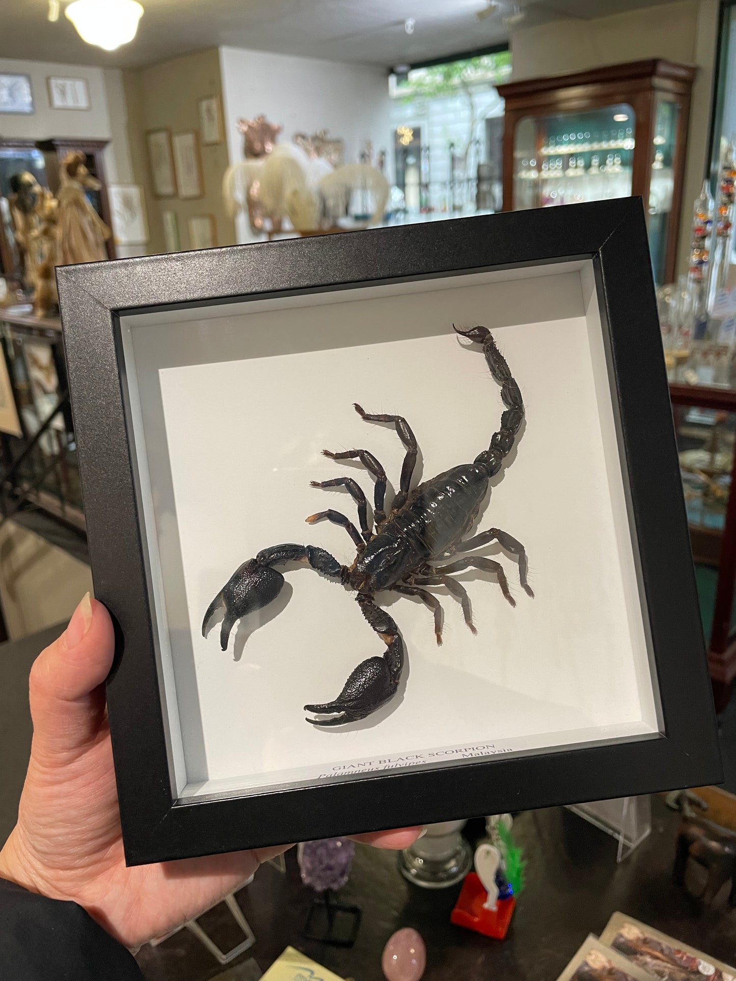 Framed Giant Black Scorpions