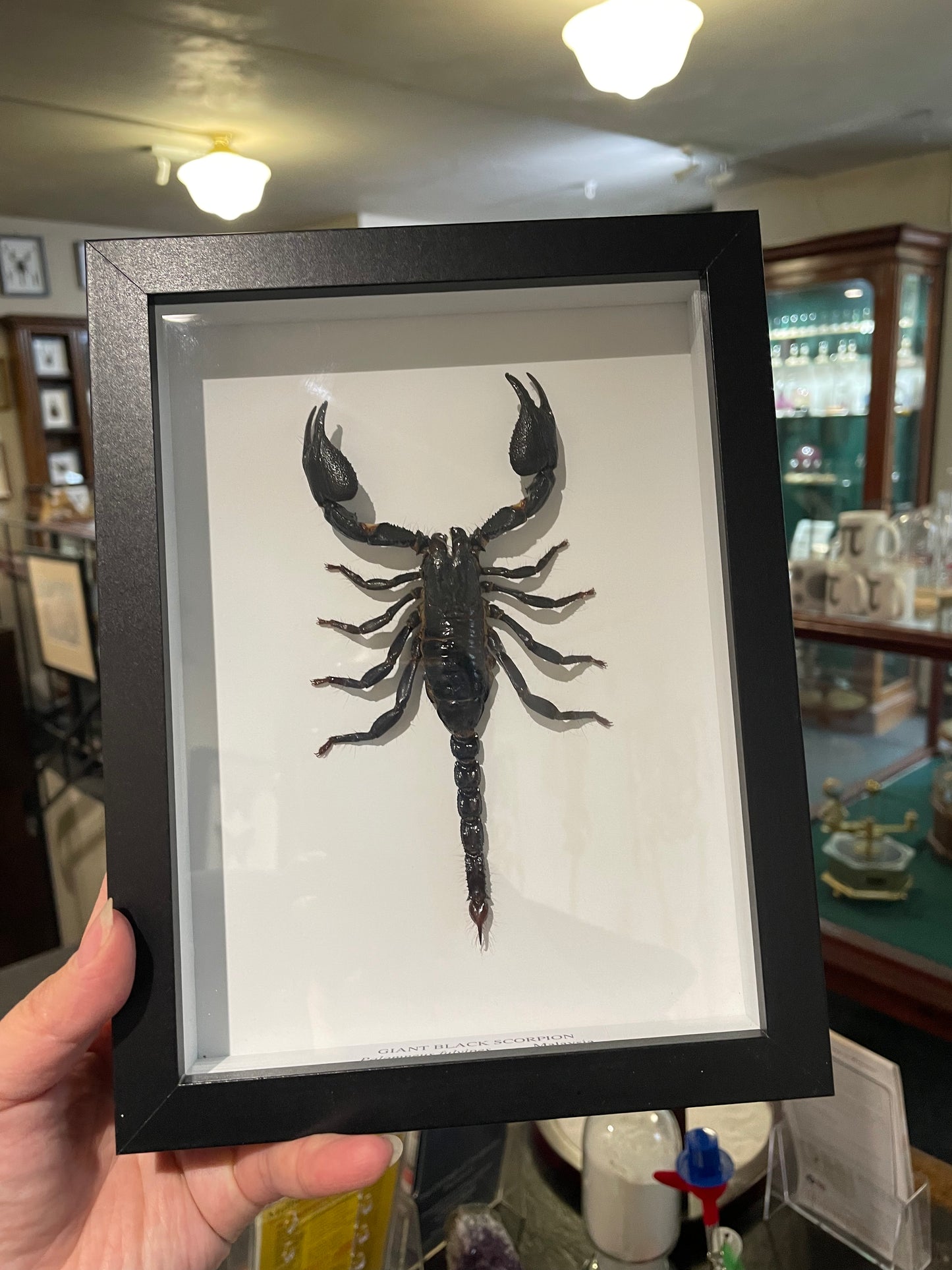 Framed Giant Black Scorpions