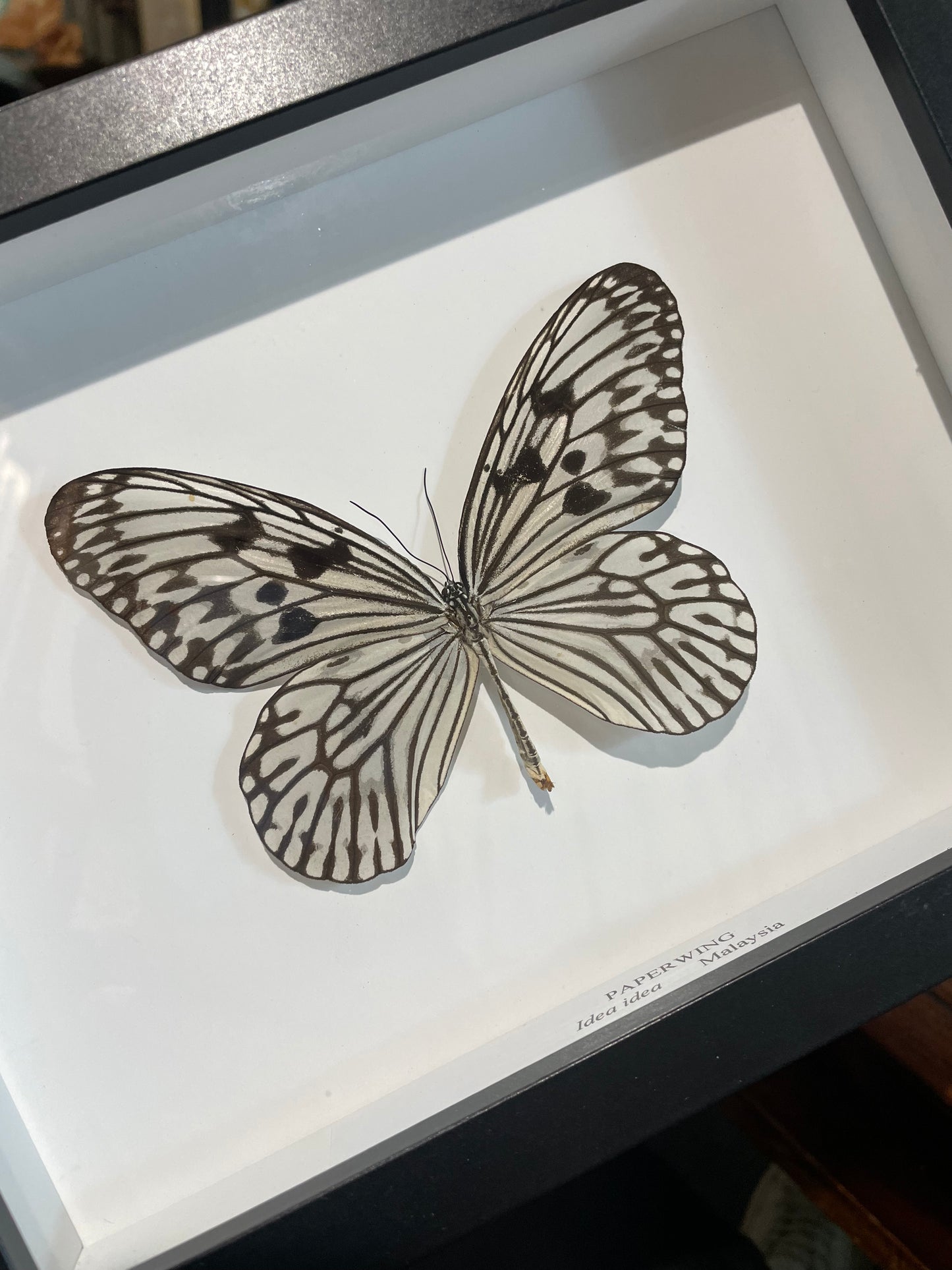 Paper wing butterfly