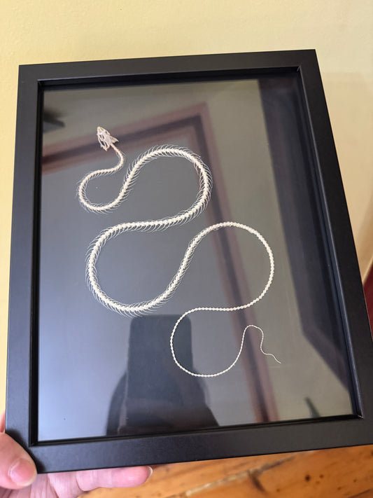 Snake skeleton