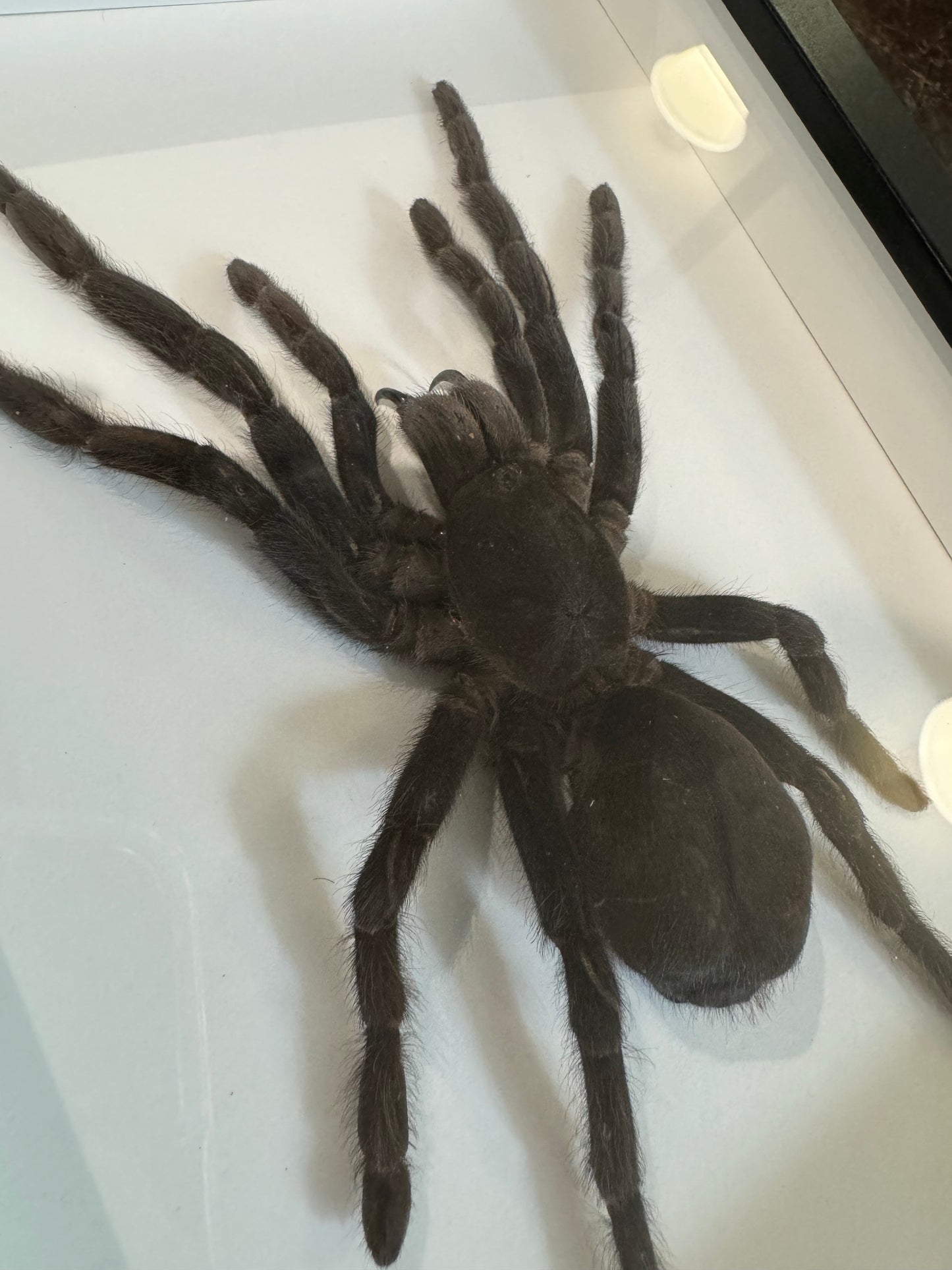 Java Yellow Kneed Tarantula